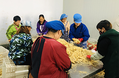 吉林省抚松县万良镇一家人参加工企业的工作人员在加工人参