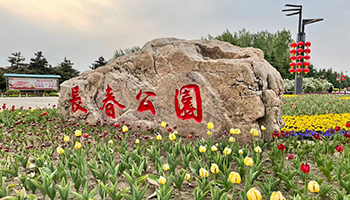 长春公园郁金香竞相盛放 引得市民前来赏花拍照